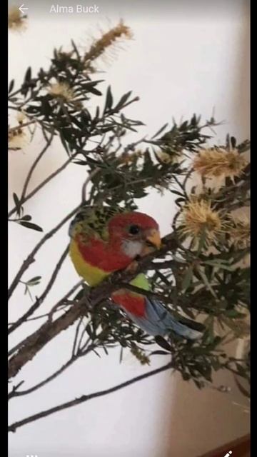 Rescued Rosela Birds from dead palm tree смотреть онлайн
