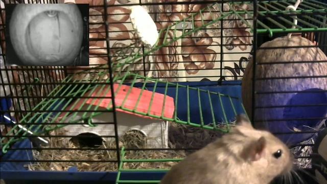 Щекотка и Царапка #7: Lost смотреть онлайн