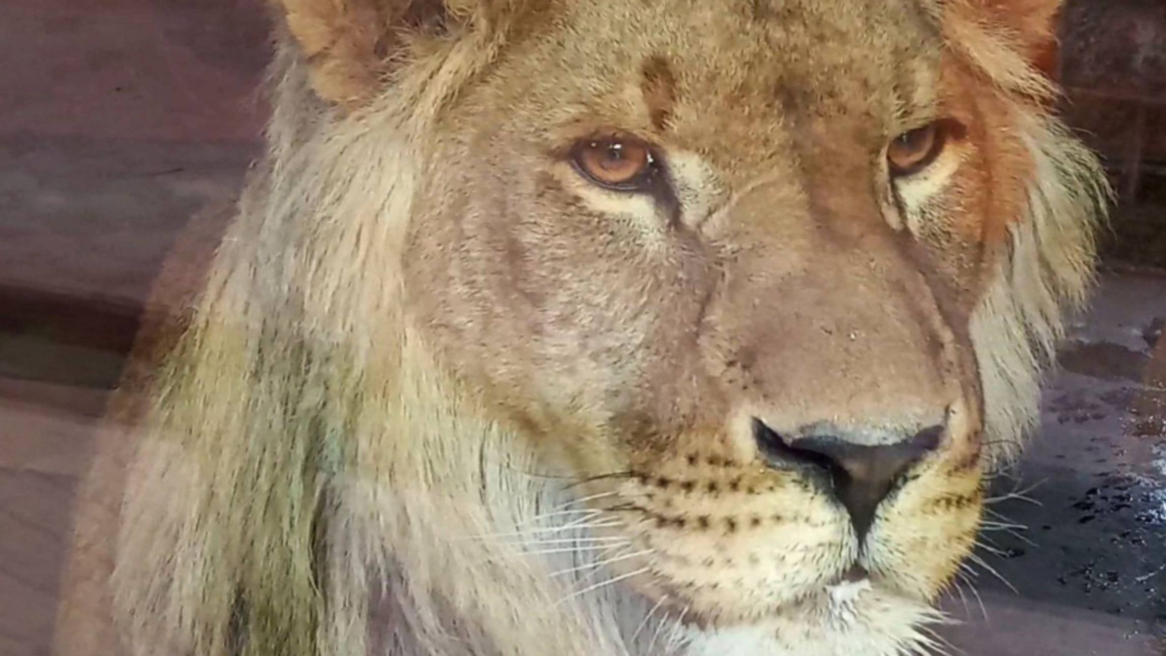 Лев с янтарными и добрыми глазами. ШЕРХАН поёт вечернюю серенаду. С Вербным воскресеньем, друзья смотреть онлайн