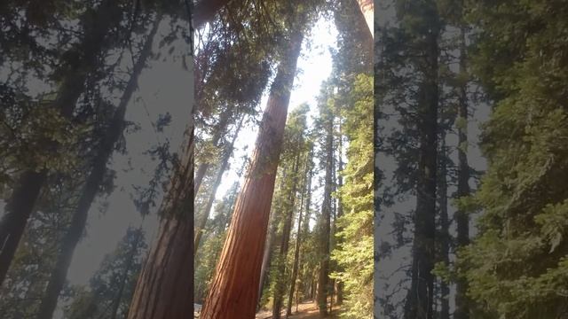 Здійснення мрії. Sequoia National Park, California, USА, Національний парк Секвойя, Каліфорнія, США смотреть онлайн