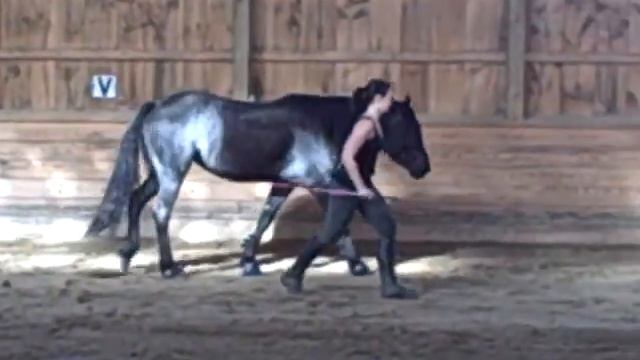 Lily's best parelli at liberty so far смотреть онлайн