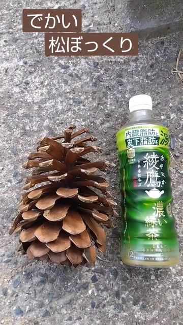 大王松の松ぼっくり、でかい！ смотреть онлайн