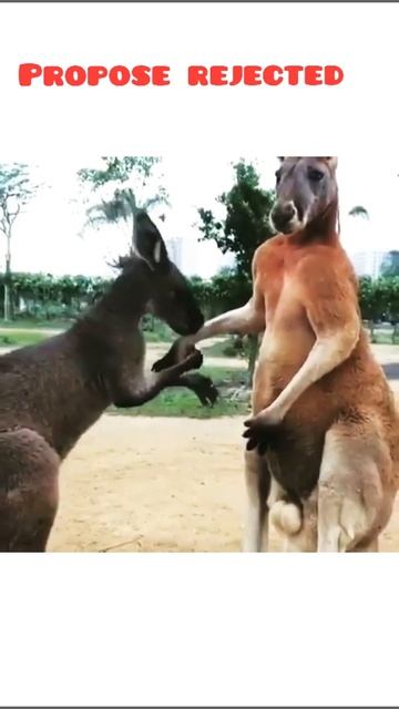 Kangaroo not accept proposal funny video #shortvideo #subscribe смотреть онлайн