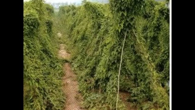 Fo Ti смотреть онлайн