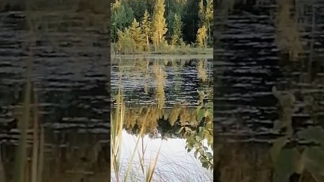 Озеро Щепкино болото. смотреть онлайн