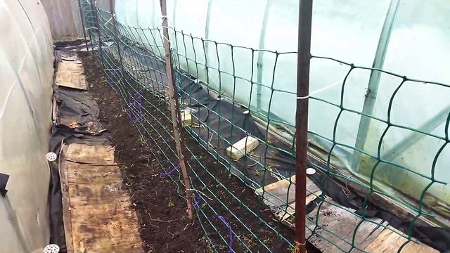 Помідори на розсаду перші сходи. Що на городі? Чим поливаю розсаду? смотреть онлайн