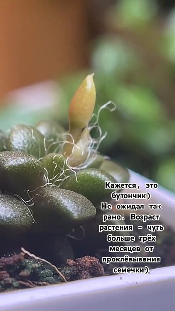 #растения #цветы #суккуленты смотреть онлайн