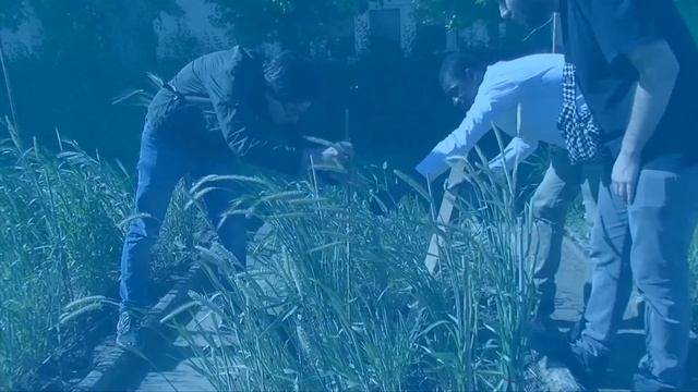 International Master in Plant Breeding смотреть онлайн