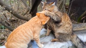 Мишка и Рыжик