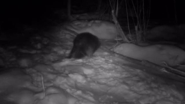 Бобр в фотоловушку HC 300M смотреть онлайн