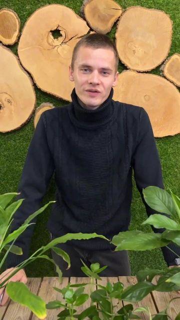 Топ 5 комнатных растений для ленивых смотреть онлайн