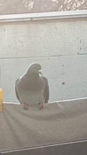голубь сел к нам на балкон смотреть онлайн