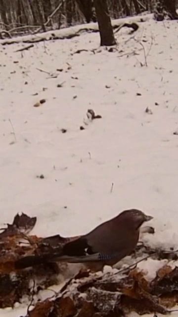 сойка и лиса смотреть онлайн