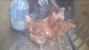 Резервный канал сам себе «прогресс», ну и как куры переживают морозы