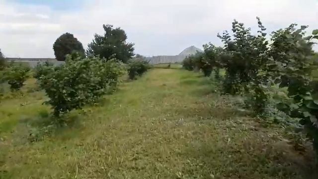 ФУНДУК Врожай сорту Йоанна👍🌰🌰🌰😁 2020! смотреть онлайн
