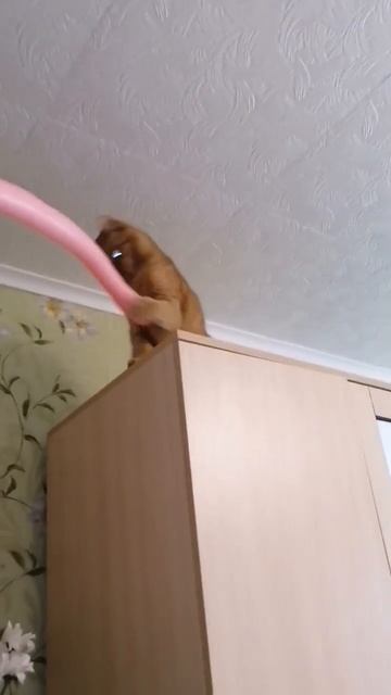 Жуча играет с шариком❤️ смотреть онлайн