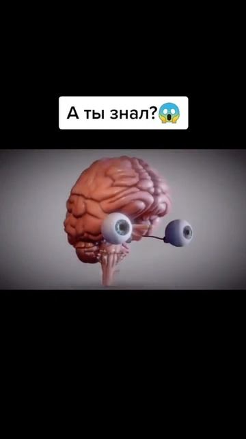 Было? #иллюзия #наука #вау #мифы #удивительныеистории смотреть онлайн