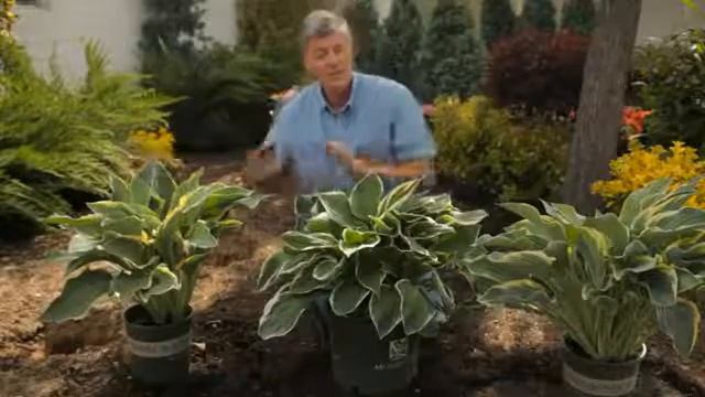 How Far Apart to Plant Hosta? смотреть онлайн