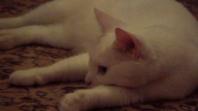 All you need is cat смотреть онлайн