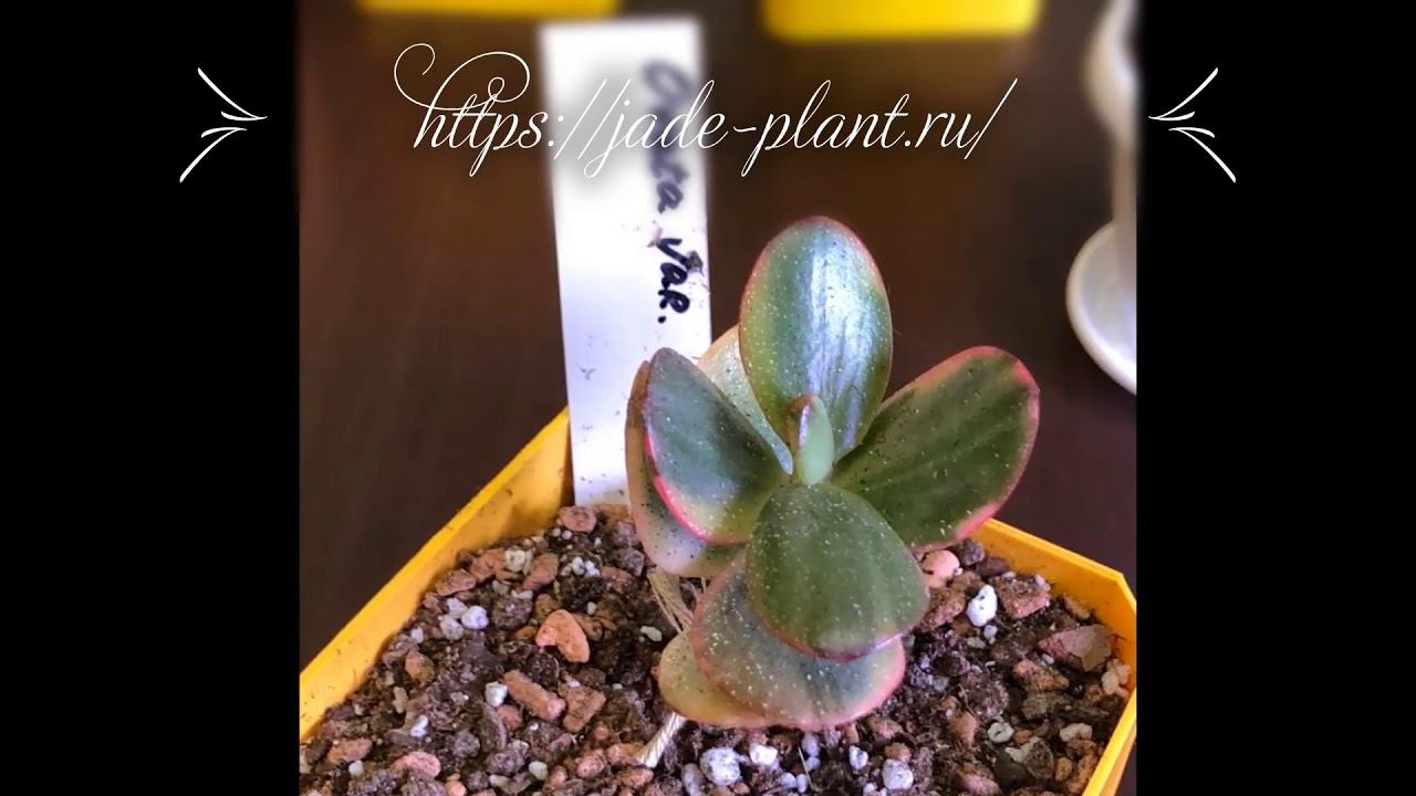 Jade Plant Нефритовое растение смотреть онлайн