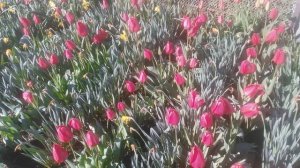 VID_20250413_083511.mp4