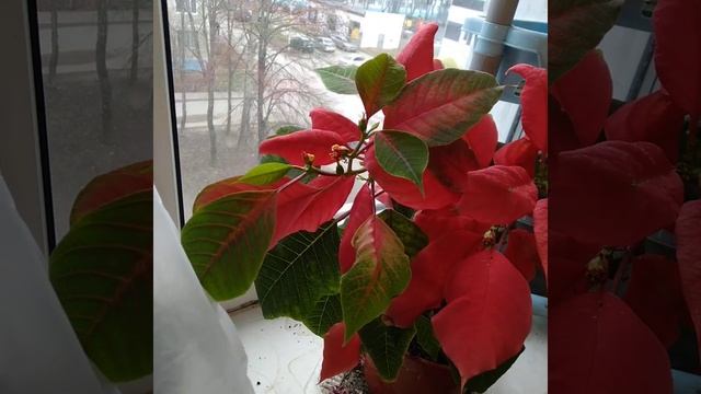 все цветёт радует красотой рождественская звезда ! смотреть онлайн