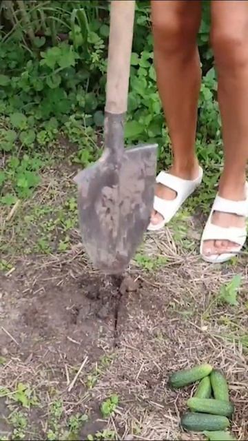 сохраняйте😉скоро вам пригодится лайфхак как сажать огурцы смотреть онлайн