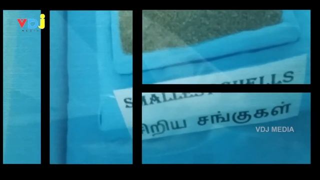 Sea Shell Museum in India | Mahabalipuram | Chennai смотреть онлайн