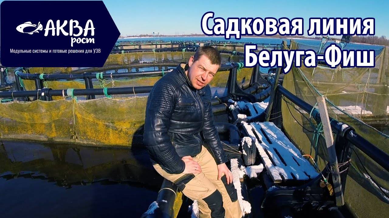 Садковая линия Белуга Фиш. Разведение рыбы. УЗВ #рыбоводство #узв #разведениерыбы #романакварост смотреть онлайн