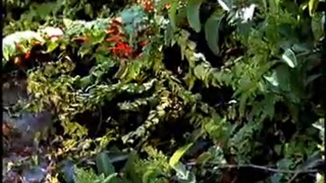 HEART-LEAVED PENSTEMON смотреть онлайн