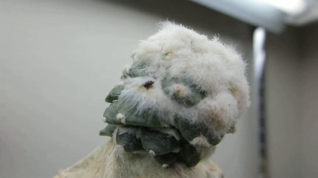 Ariocarpus retusus v. furfuraceus monstrose - Grafted cactus смотреть онлайн