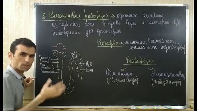 ОРГАНЫ ВЫДЕЛЕНИЯ ПОЧКА