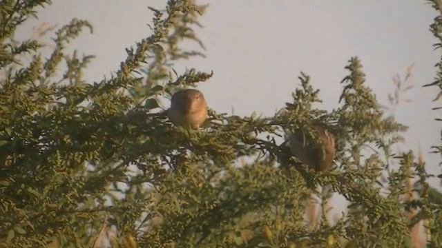 Flora, fauna y ambientes Reserva Martín R de la Peña Parte 9 Esperanza Argentina 2021 смотреть онлайн