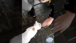 Мучиют кота,!😻😻😻