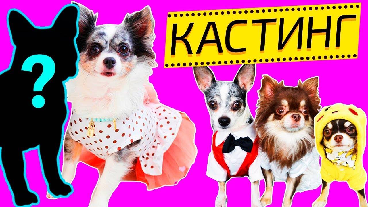 ОХОТА ЗА СЕРДЦЕМ СОФИ: КТО СТАНЕТ ИЗБРАННЫМ? 💖🎯 смотреть онлайн