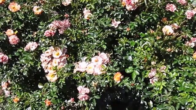 Peach Drift Rose, (Rosa Meiggili), Lisa's Landscape & Design's "Plant Pick of the Day" смотреть онлайн