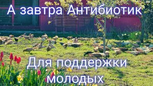 Голуби на 4+ но будет Антибиотик