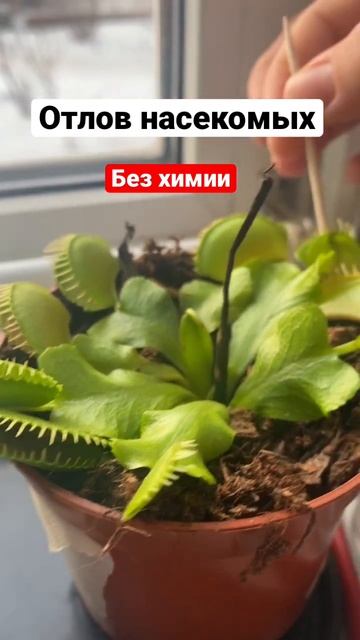 Растение ловит летающих насекомых 🪰🦟 смотреть онлайн