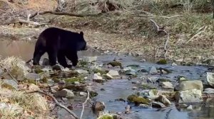 Гималайский медведь у речки