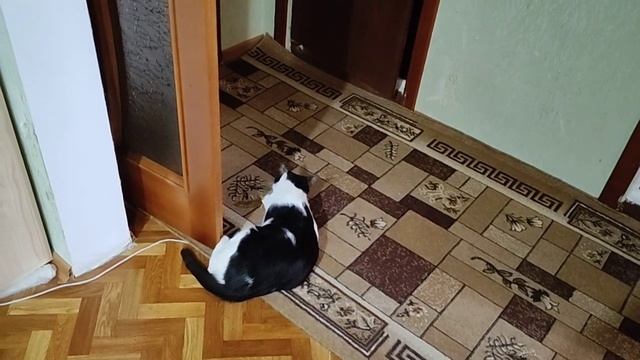 Новая игрушка с кошачьей мятой нравится! смотреть онлайн
