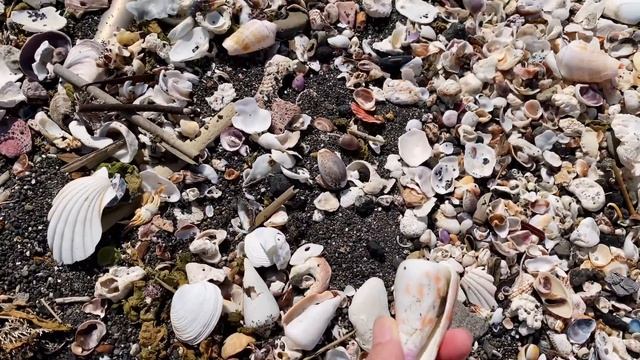 房総の海 #35 ついに完全なビワガイに出会う/波に躍る貝殻/ウラシマガイ/波打ち際/波の音 смотреть онлайн