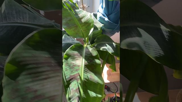 Вы не поверите у меня в квартире растёт самый настоящий банан. Смотрите сами.