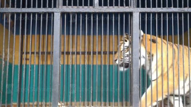 caged animals, malayan tiger walking by small cage zoo circus, cruel captivity, suffering смотреть онлайн