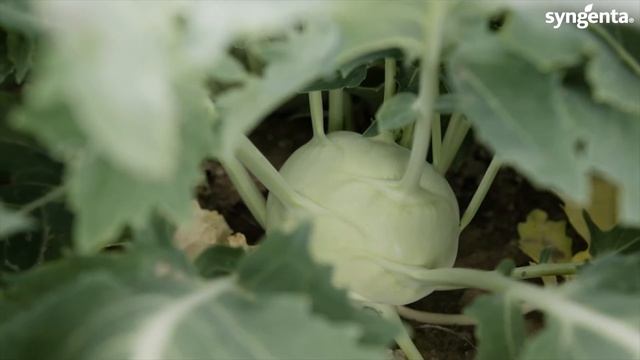 Syngenta vFOI Kohlrabi Bogart смотреть онлайн