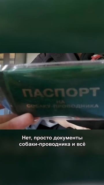 Собака-поводырь #shorts смотреть онлайн