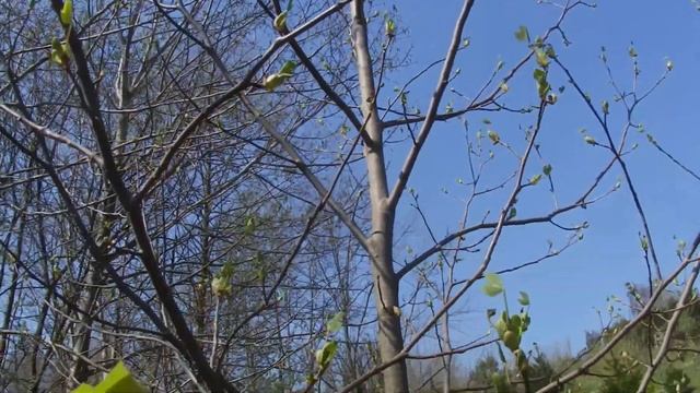 Birth of the leaf: Tulip tree / Rojstvo lista: tulipanovec смотреть онлайн