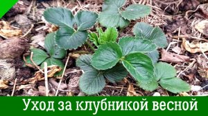 Первая ПОДКОРМКА на КЛУБНИЧНОЙ ГРЯДКЕ ВЕСНОЙ — для большого урожая.