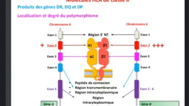 Cours HLA . partie 2 . préparation concours de résidanat смотреть онлайн