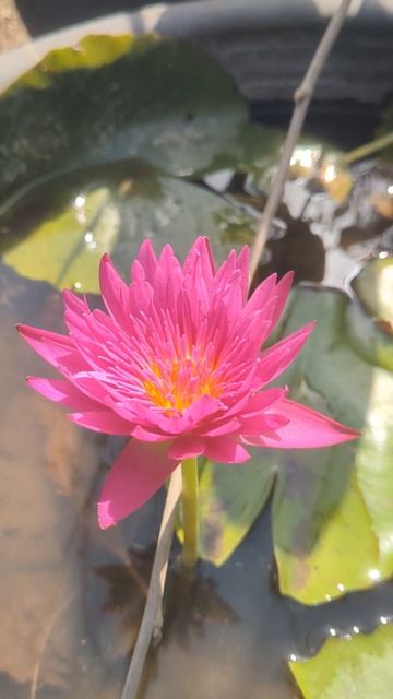 Water Lily (Hybrid) #shorts #shortsvideo #waterlily #nature смотреть онлайн