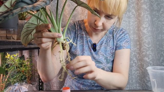 Переукоренение алоказии Серебряный Дракон смотреть онлайн